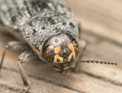Buprestis lyrata