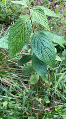 Viburnum rhytidophyllum