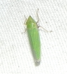 Draeculacephala