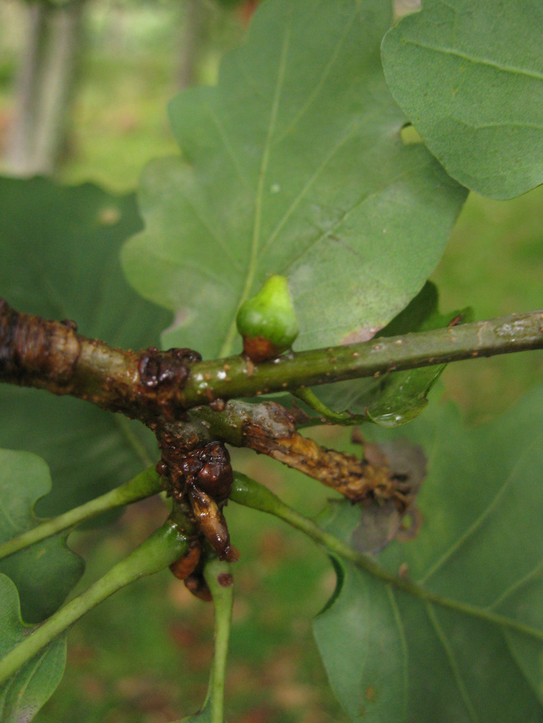 Thatched Gall Causer