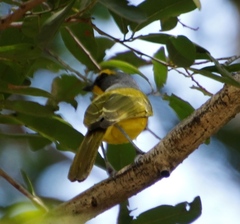 Telophorus sulfureopectus similis