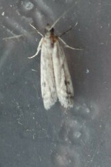 Phycitodes reliquellum