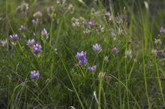 Astragalus laxmannii robustior