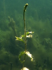 Potamogeton richardsonii