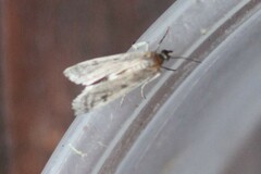 Phycitodes reliquellum