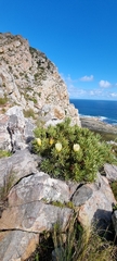 Protea repens