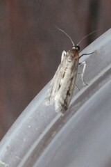 Phycitodes reliquellum