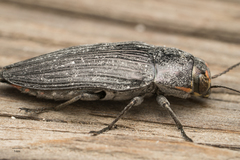 Buprestis lyrata