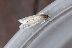 Phycitodes reliquellum