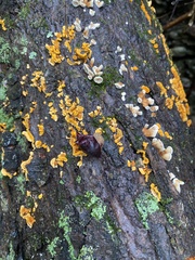 Exidia crenata