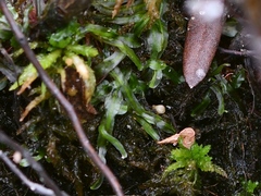 Pallavicinia lyellii