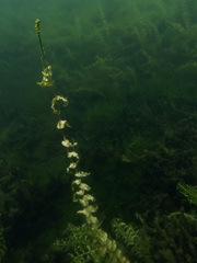 Potamogeton richardsonii