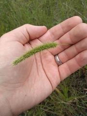 Setaria