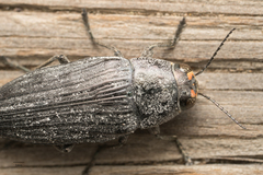 Buprestis lyrata