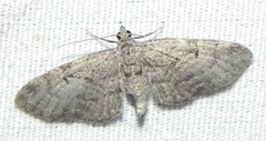 Eupithecia