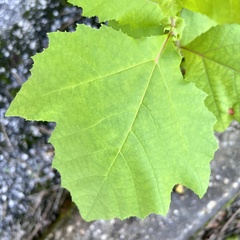 Platanus