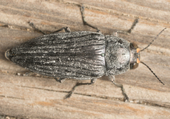 Buprestis lyrata