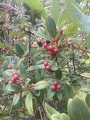 Frangula californica