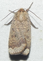 Abagrotis