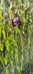 Disperis capensis capensis