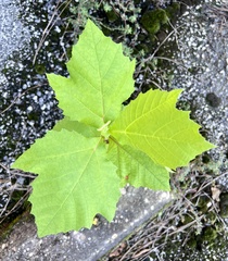 Platanus