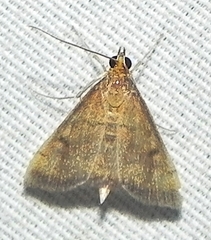Pyrausta rubricalis