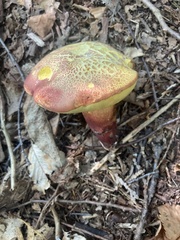 Baorangia bicolor