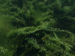 Potamogeton richardsonii