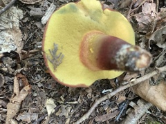 Baorangia bicolor