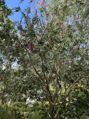 Melaleuca