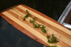 Potamogeton richardsonii