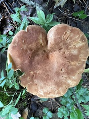 Cortinarius caperatus