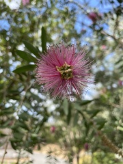 Melaleuca