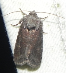 Lacinipolia meditata