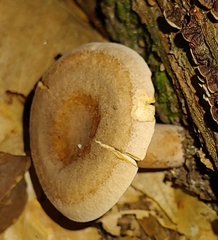 Lactarius quietus