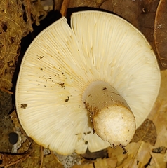 Lactarius quietus