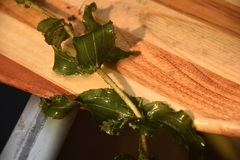 Potamogeton richardsonii