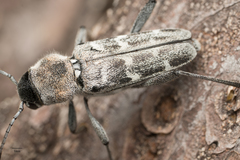 Xylotrechus albonotatus