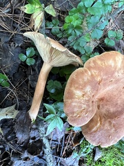 Cortinarius caperatus