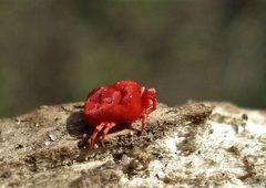 Trombidium holosericeum