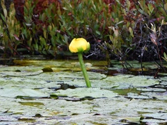 Nuphar