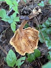 Cortinarius caperatus