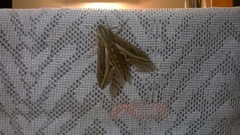 Hippotion celerio