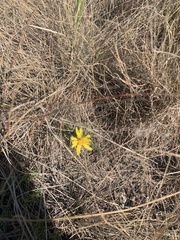Xanthisma spinulosum