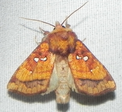 Papaipema leucostigma