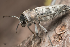 Xylotrechus albonotatus
