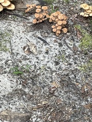 Desarmillaria tabescens