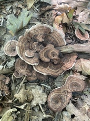 Hydnellum concrescens