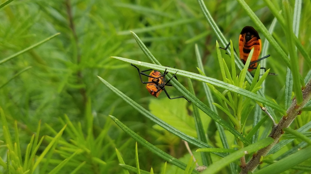 Oncopeltus varicolor stalii