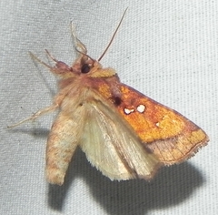 Papaipema leucostigma